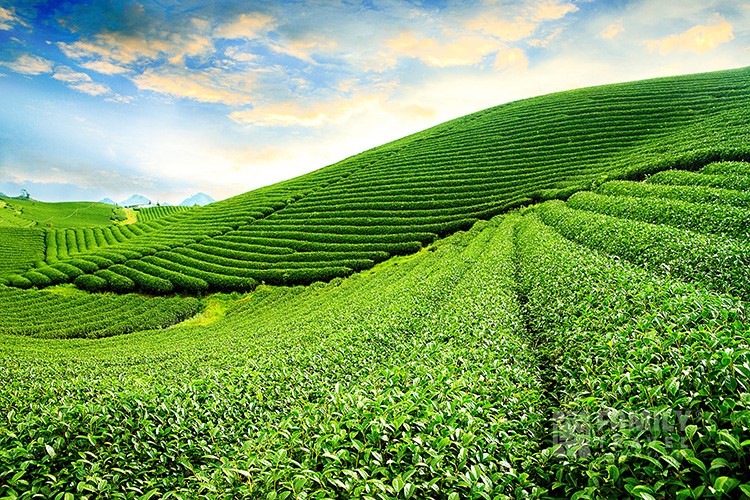 Tour Tây Bắc: Sapa - Lai Châu - Điện Biên - Mộc Châu - Mai Châu 