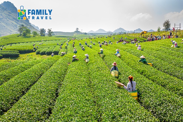 Tour Mộc Châu - Cầu Kính 2 Ngày 1 Đêm