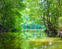 Tour Du Lịch Cần Giờ - Đảo Khỉ 