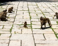 Tour Du Lịch Cần Giờ - Đảo Khỉ 