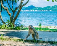 Tour Vịnh Nha Phu: Đảo Khỉ - Đảo Hoa Lan