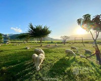 Tour Nha Trang - Ninh Thuận - Vườn Nho 4 Ngày
