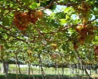 Tour Hang Rái - Vĩnh Hy - Vườn Nho - Đồng Cừu 1 Ngày