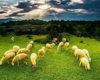 Tour Hang Rái - Đồng Cừu Vườn Nho 1 Ngày