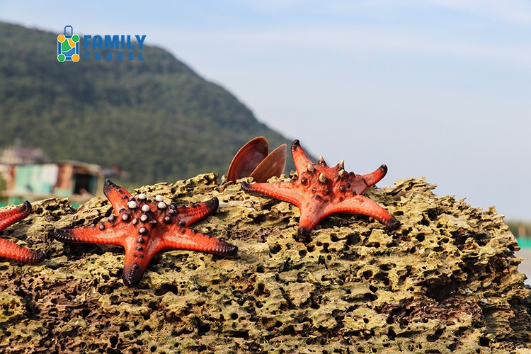 Tour Tham Quan Bắc Đảo - Chèo Kayak & Khám Phá Rạch Vẹm 1 Ngày