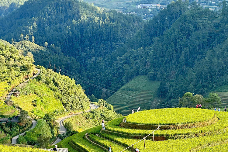 Tour Mù Cang Chải – Trạm Tấu 3 Ngày 2 Đêm | Đèo Khau Phạ – Tú Lệ