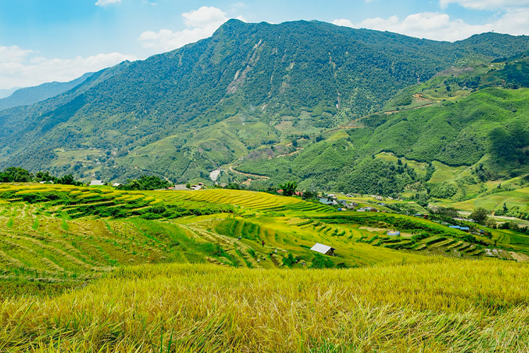 Tour Mù Cang Chải – Trạm Tấu 3 Ngày 2 Đêm | Đèo Khau Phạ – Tú Lệ