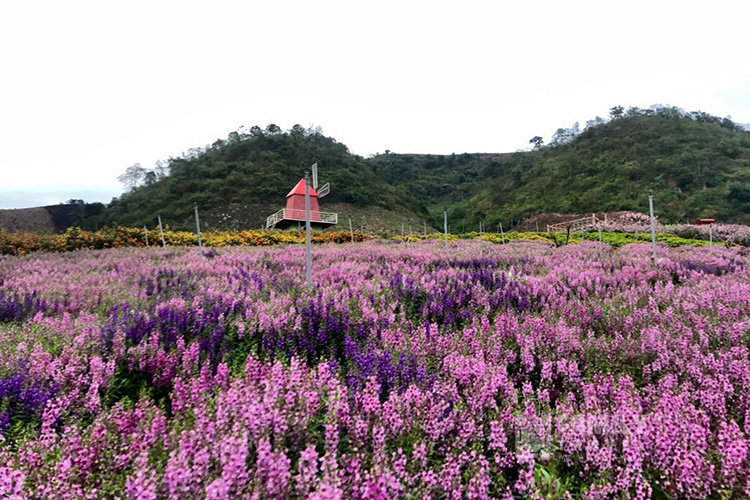 Tour Tây Bắc 5 Ngày 4 Đêm – Mù Cang Chải – Sapa – Lai Châu – Điện Biên – Mộc Châu – Mai Châu Tour Tây Bắc 5 Ngày 4 Đêm – Mù Cang Chải – Sapa – Lai Châu – Điện Biên – Mộc Châu – Mai Châu