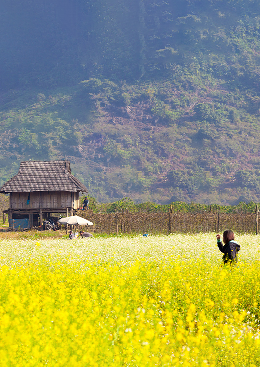 https://familytravel.com.vn/tour-mai-chau-moc-chau